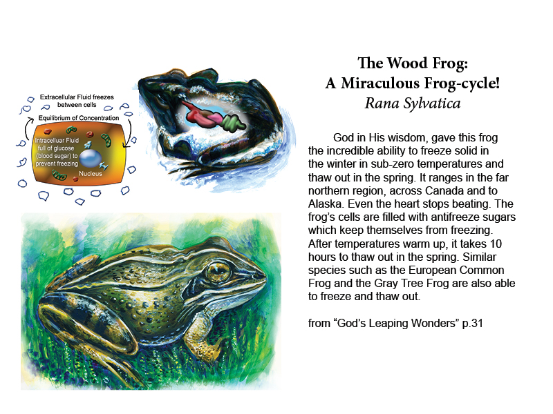 Wood Frog