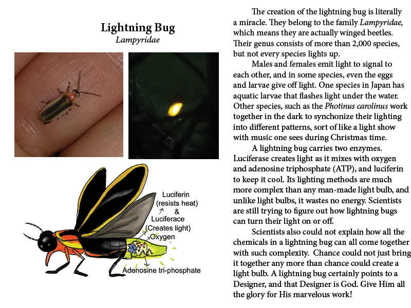 Lightning Bug